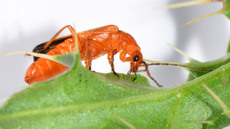 Roter Weichkäfer_3.jpg